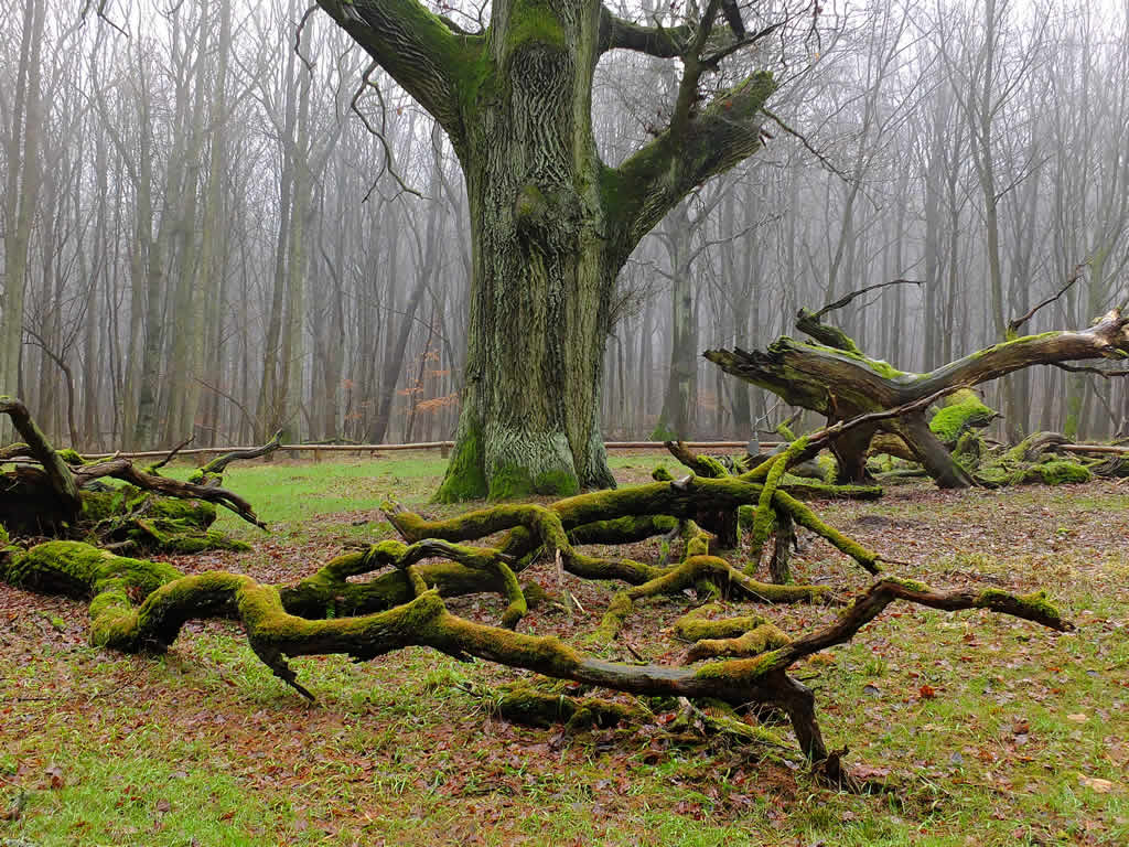 DSCF0561, Lauterbach, Rugen
