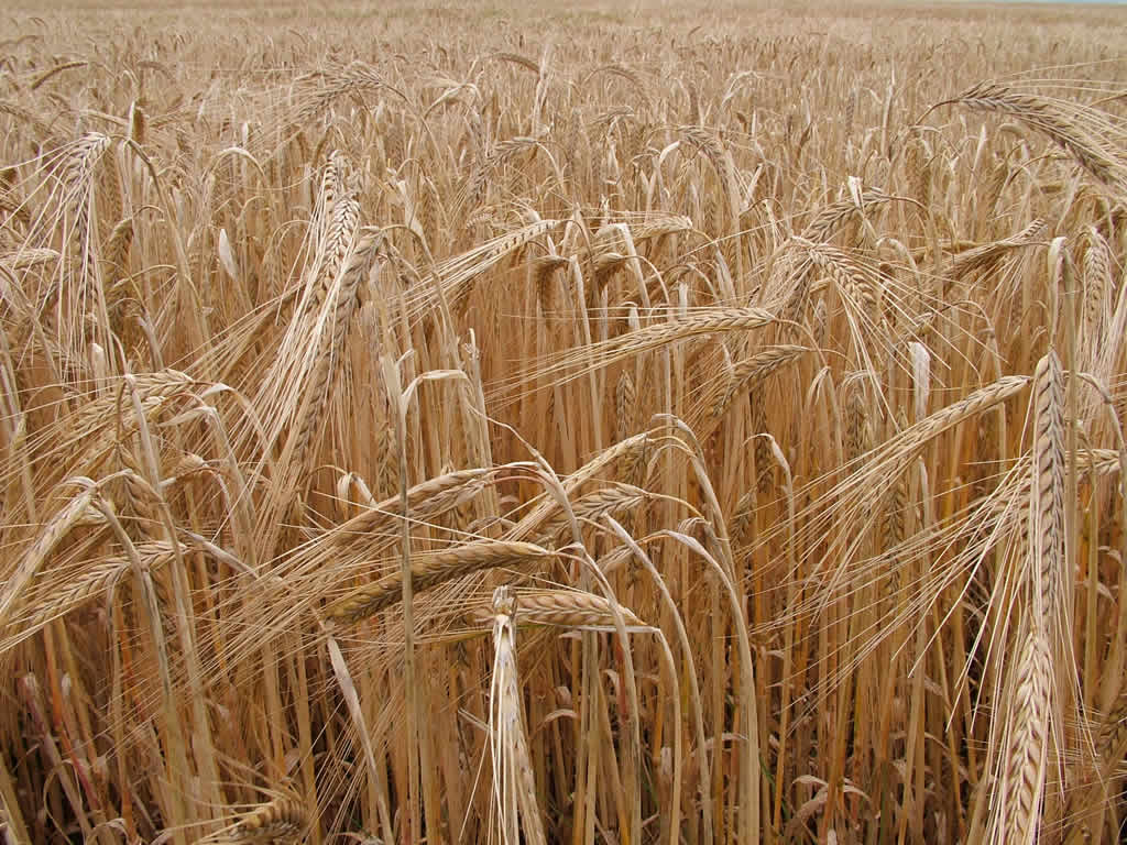 DSCF0954  Barley for...?