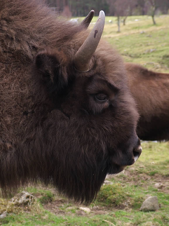 DSCF1586  Highland Wildlife Park, Kincraig