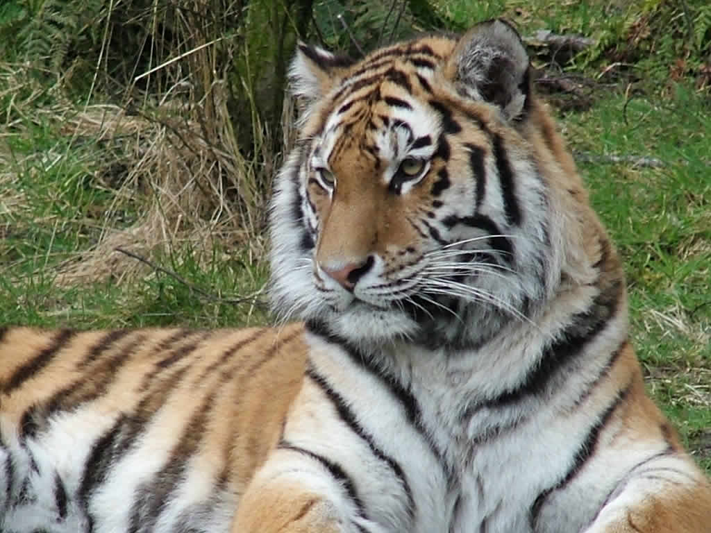 DSCF1630  Highland Wildlife Park, Kincraig