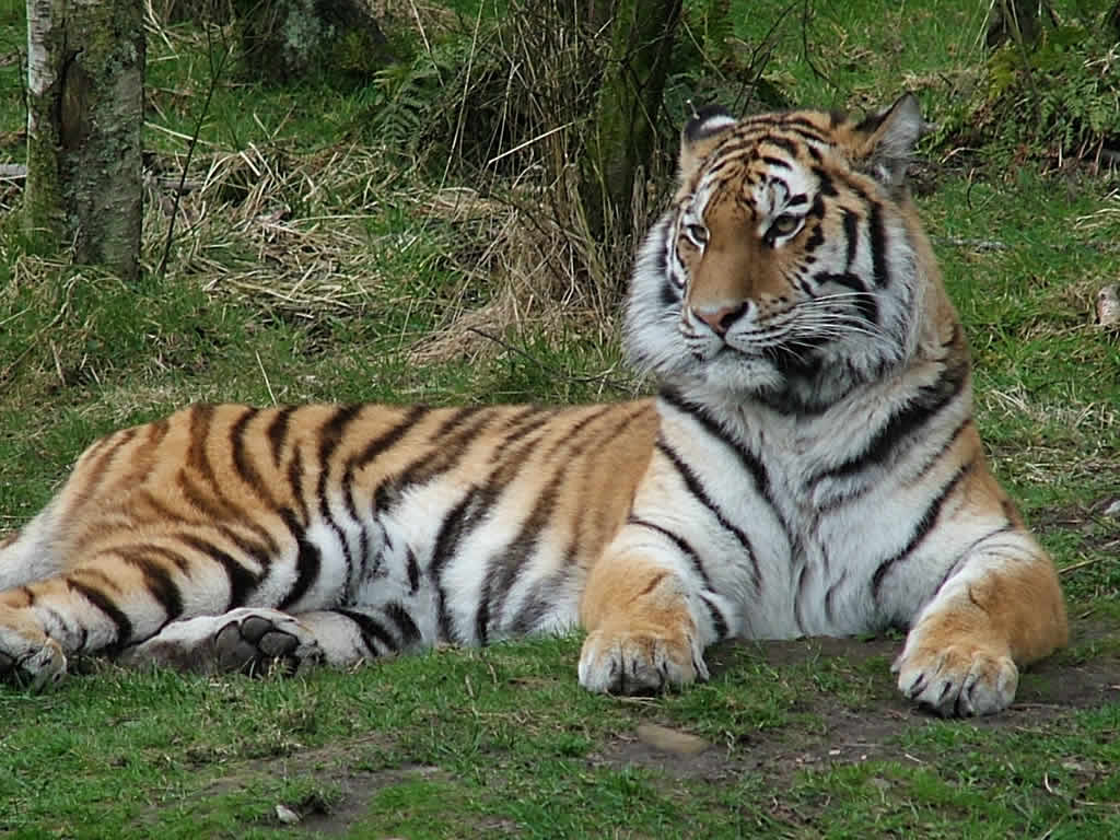 DSCF1631 Highland Wildlife Park, Kincraig