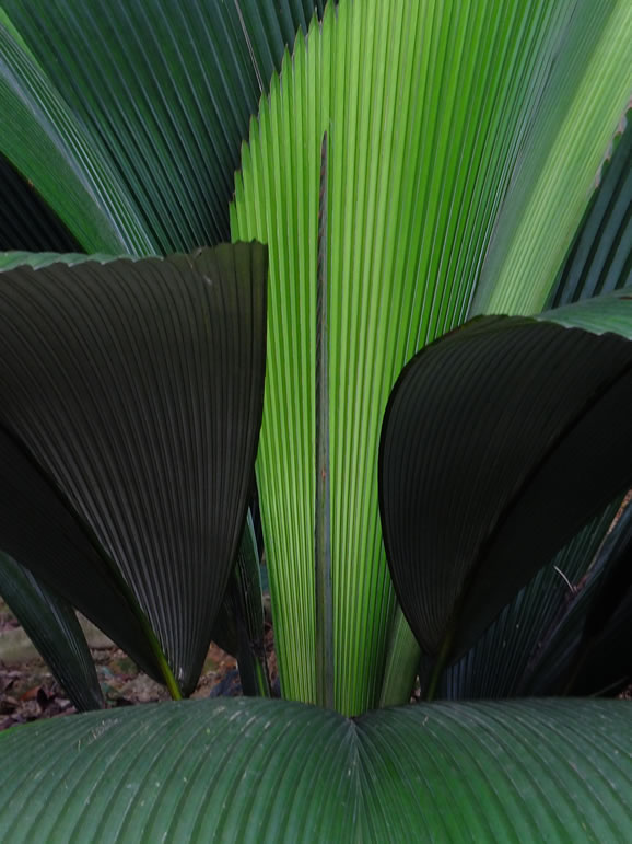 DSCF0420, Lake Gardens, Kuala Lumpur