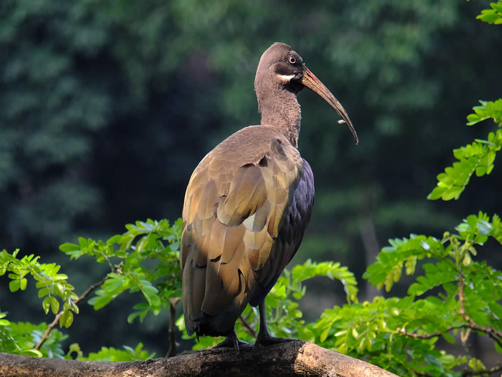 DSCF0428, Lake Gardens, Kuala Lumpur