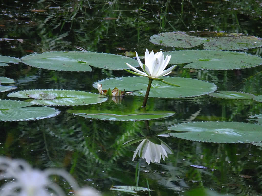 DSCF2938: Lake Gardens, Kuala Lumpur