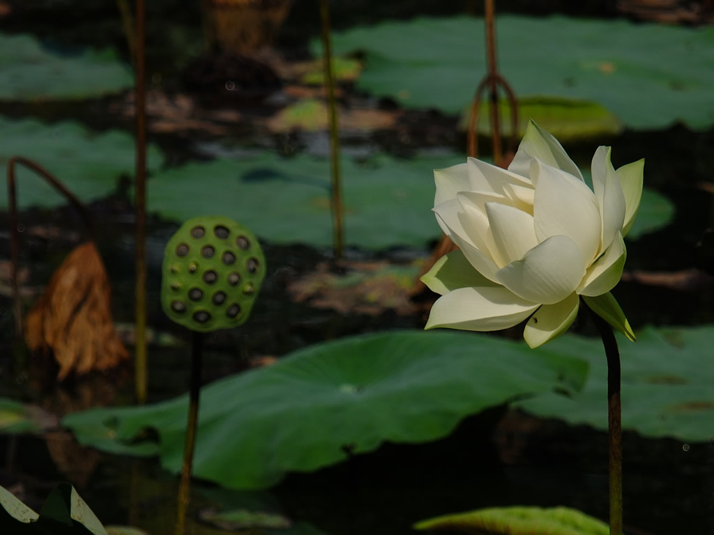 DSCF2942, Lake Gardens, Kuala Lumpur