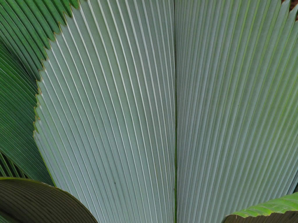 DSCF2950, Lake Gardens, Kuala Lumpur