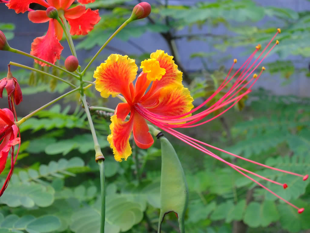 DSCF4640: Lake Gardens, Kuala Lumpur