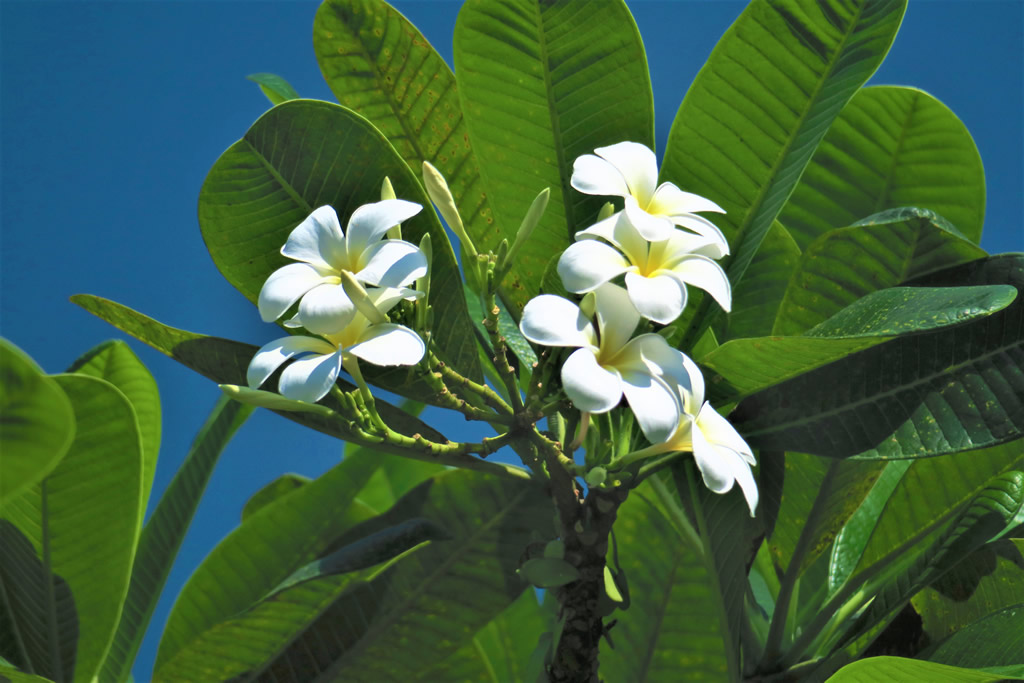 IMG_0803_E: Kuala Lumpur