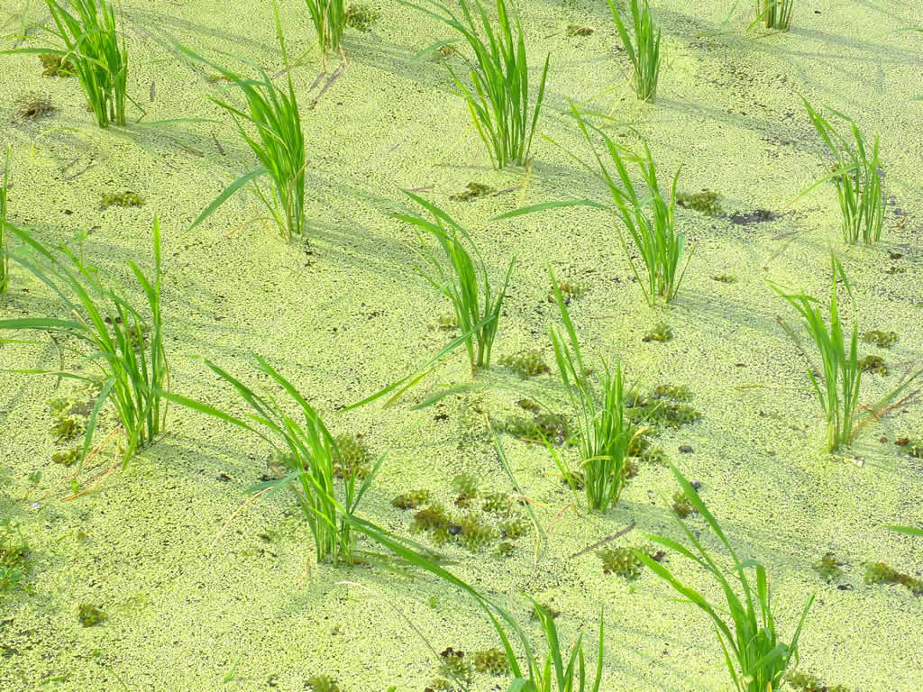 DSCF4019: Laman Padi, Langkawi