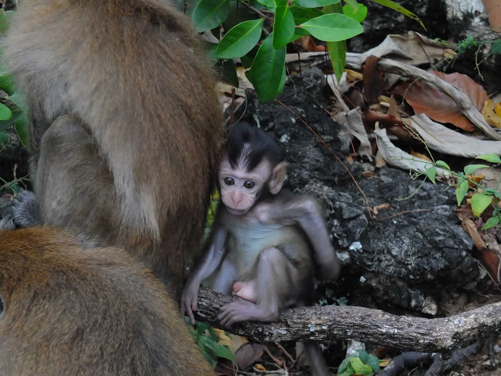 DSCF4063: Monkeys, Langkawi