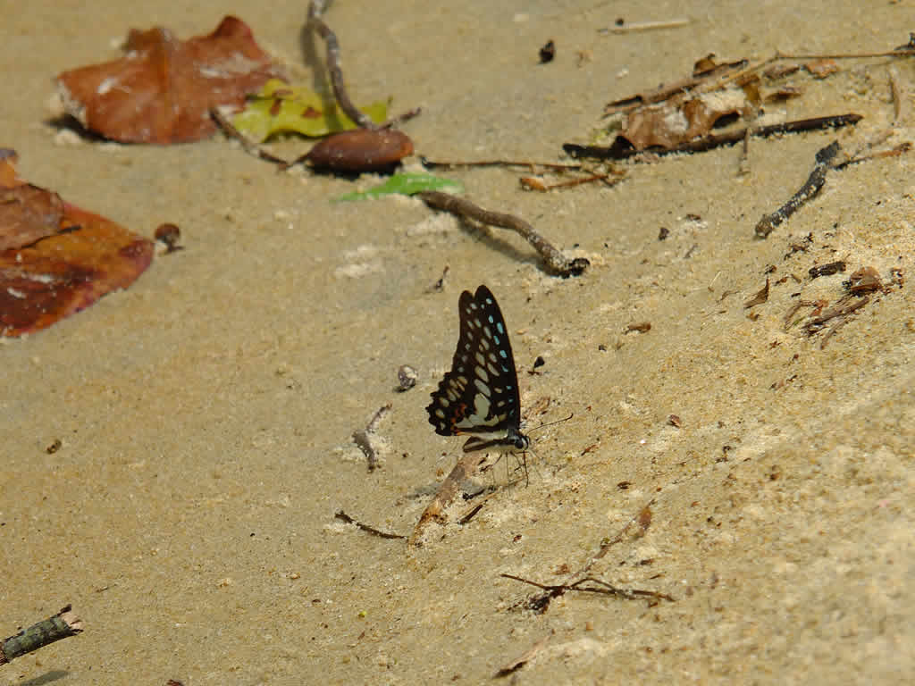 DSCF0960: Juara, Pulau Tioman