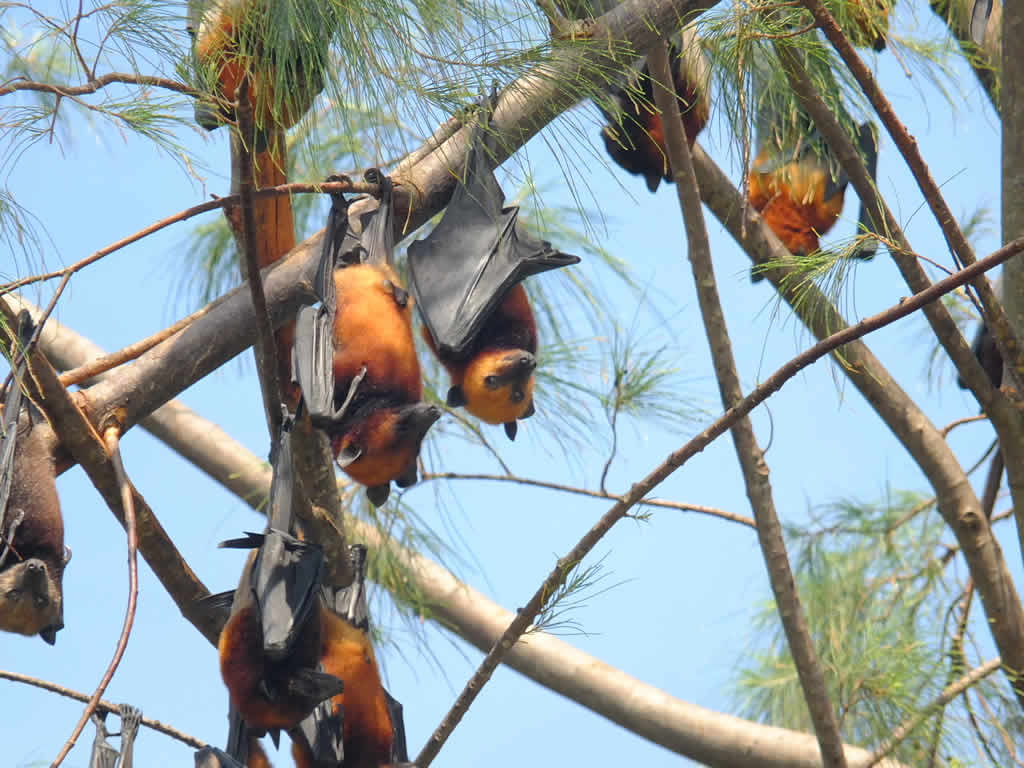 DSCF1001: Fruit Bats, Juara, Pulau Tioman