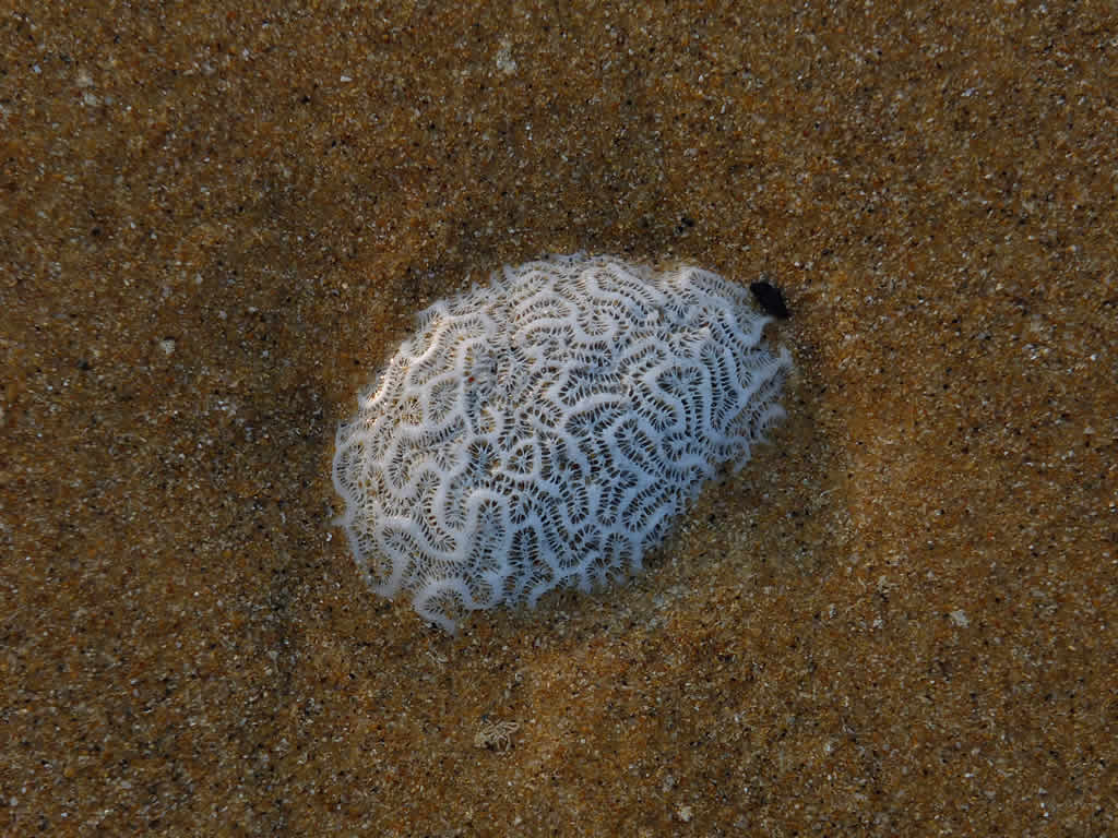 DSCF1051: Juara, Pulau Tioman