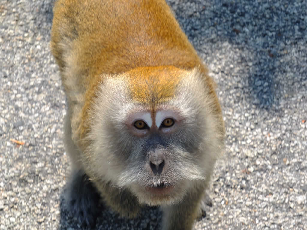 DSCF1087  Tekek, Pulau Tioman