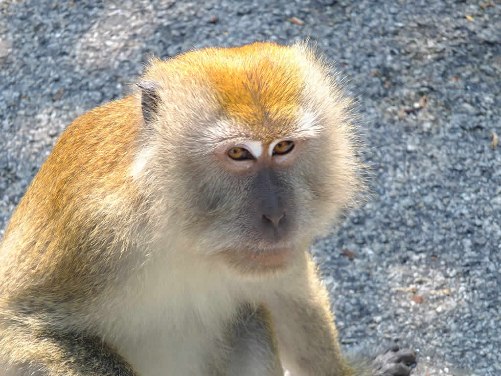 DSCF1091  Tekek, Pulau Tioman