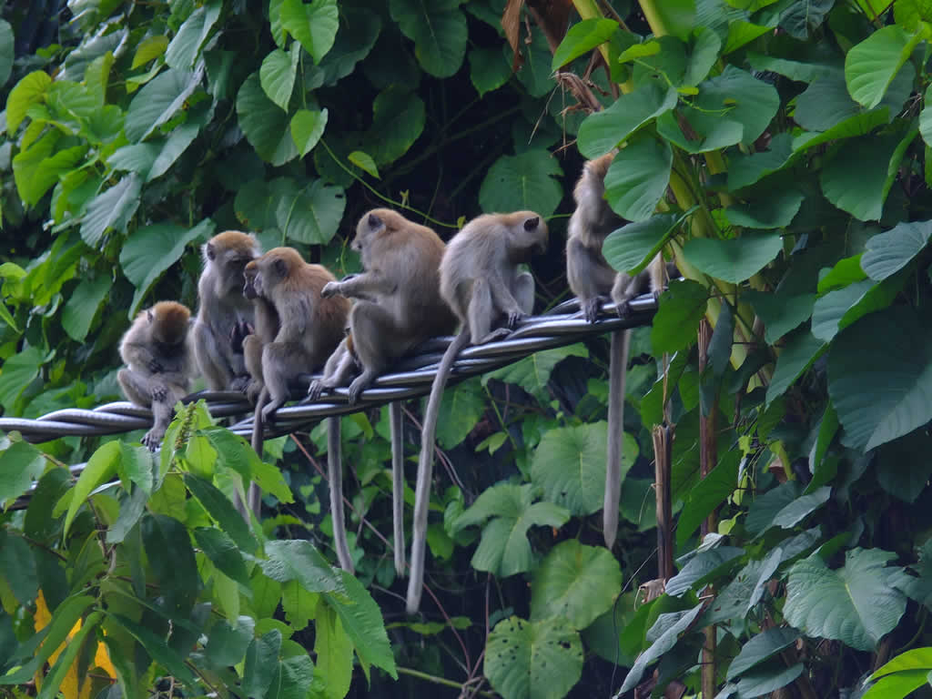DSCF1098  Tekek, Pulau Tioman