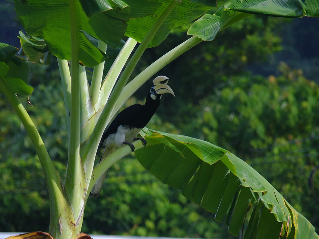 DSCF4355: Hornbill, Teluk Nipah, Pangkor