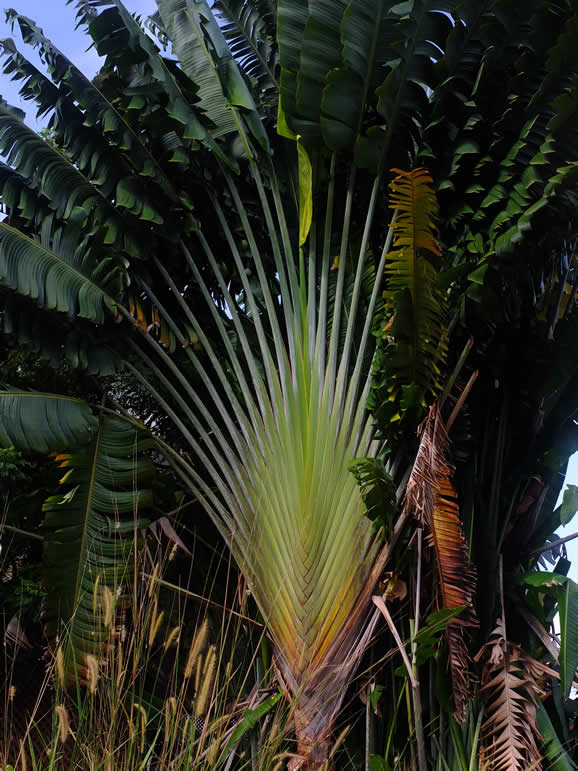 DSCF4362, Teluk Nipah, Pangkor