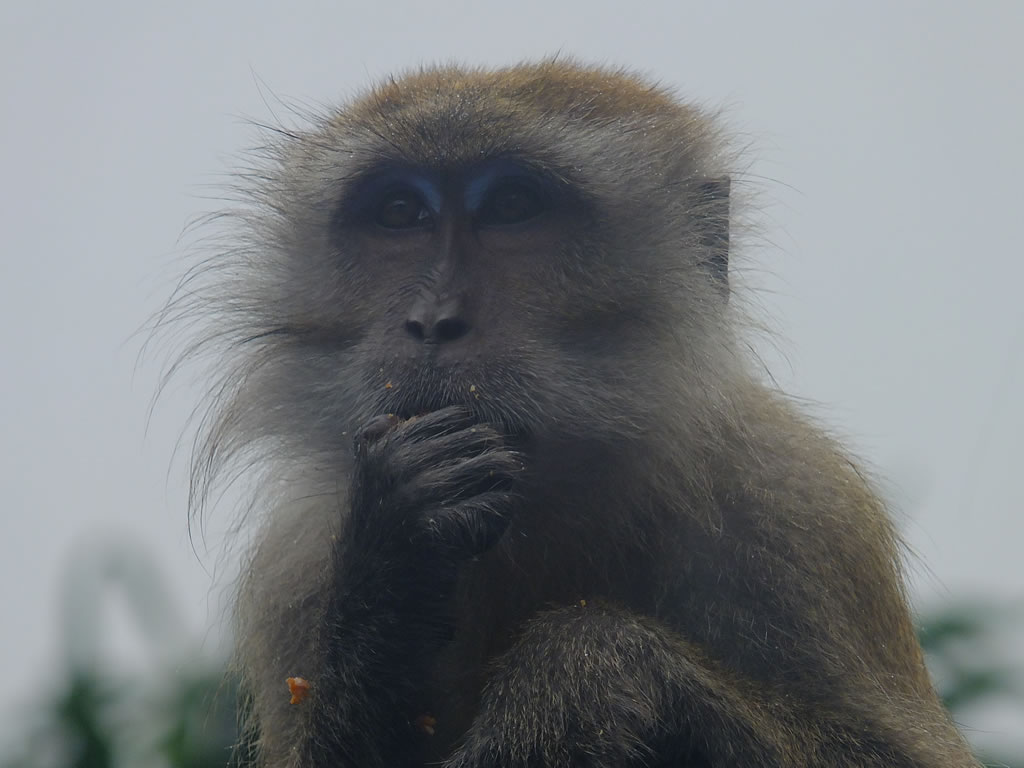 DSCF4450, Teluk Nipah, Pangkor
