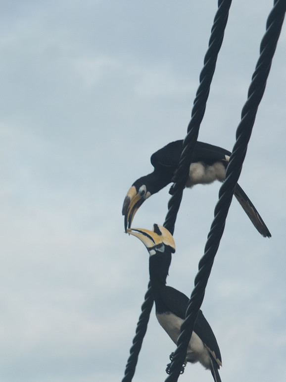 DSCF4487: Hornbills, Teluk Nipah, Pangkor