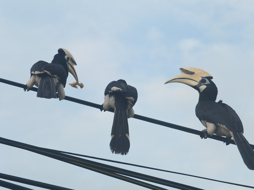DSCF4508: Hornbills, Teluk Nipah, Pangkor