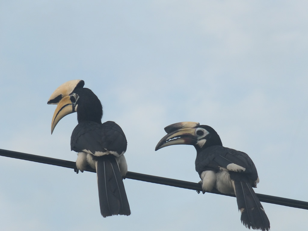 DSCF4515: Hornbills, Teluk Nipah, Pangkor