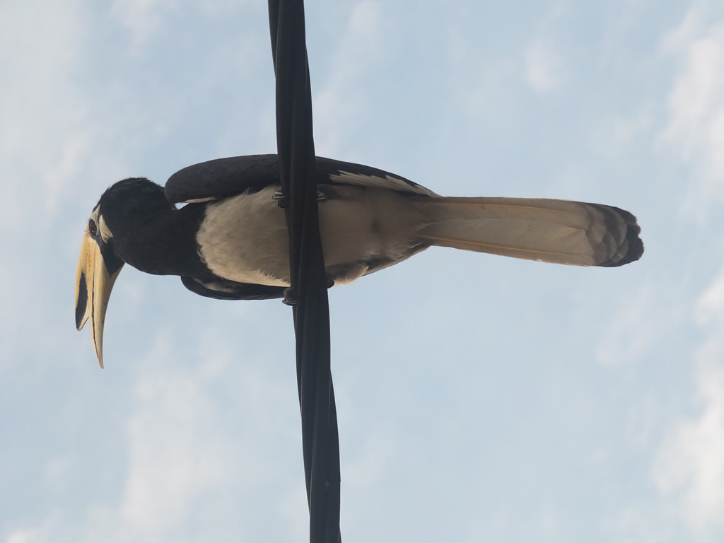 DSCF4517: Hornbills, Teluk Nipah, Pangkor