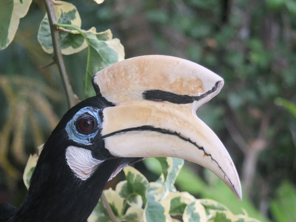 DSCF4550: Hornbills, Teluk Nipah, Pangkor