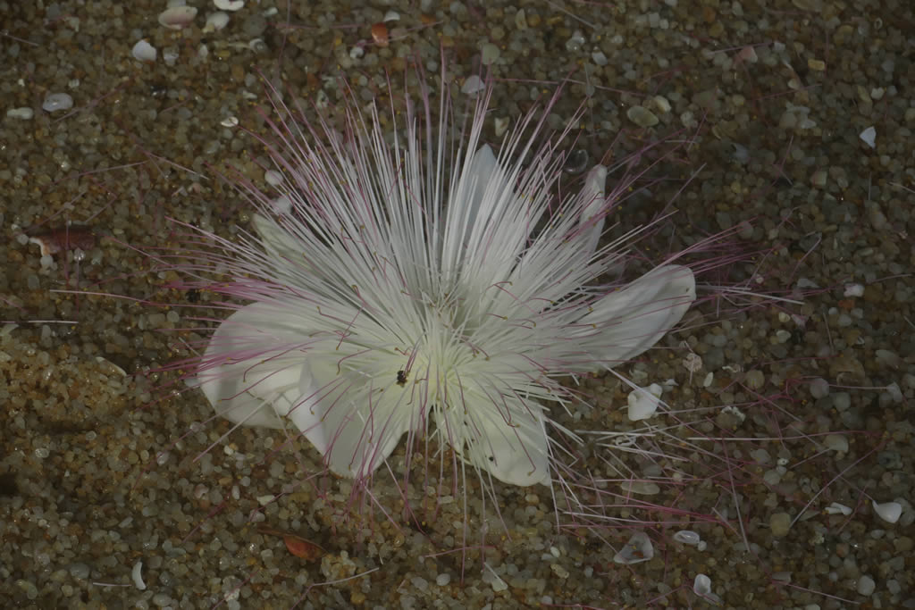 IMG_0423: Teluk Nipah, Pangkor