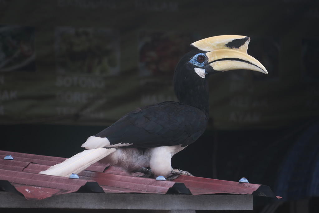 IMG_0439: Teluk Nipah, Pangkor