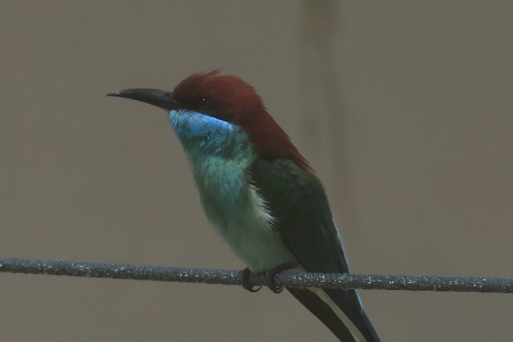 IMG_0472: Teluk Nipah, Pangkor
