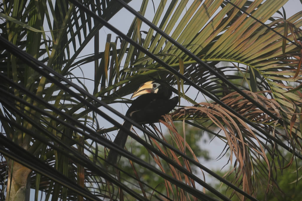 IMG_0531: Teluk Nipah, Pangkor