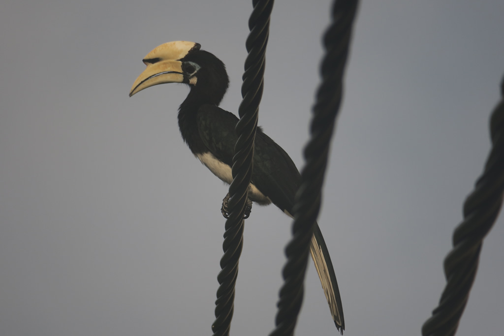 IMG_0532: Teluk Nipah, Pangkor