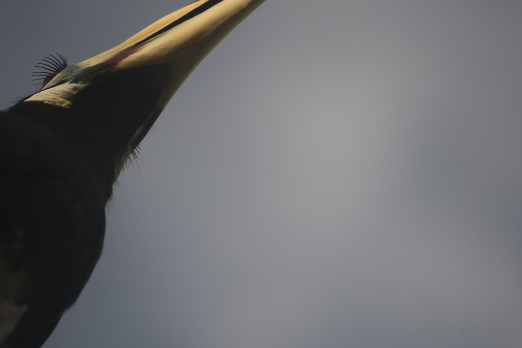 IMG_0534: Teluk Nipah, Pangkor