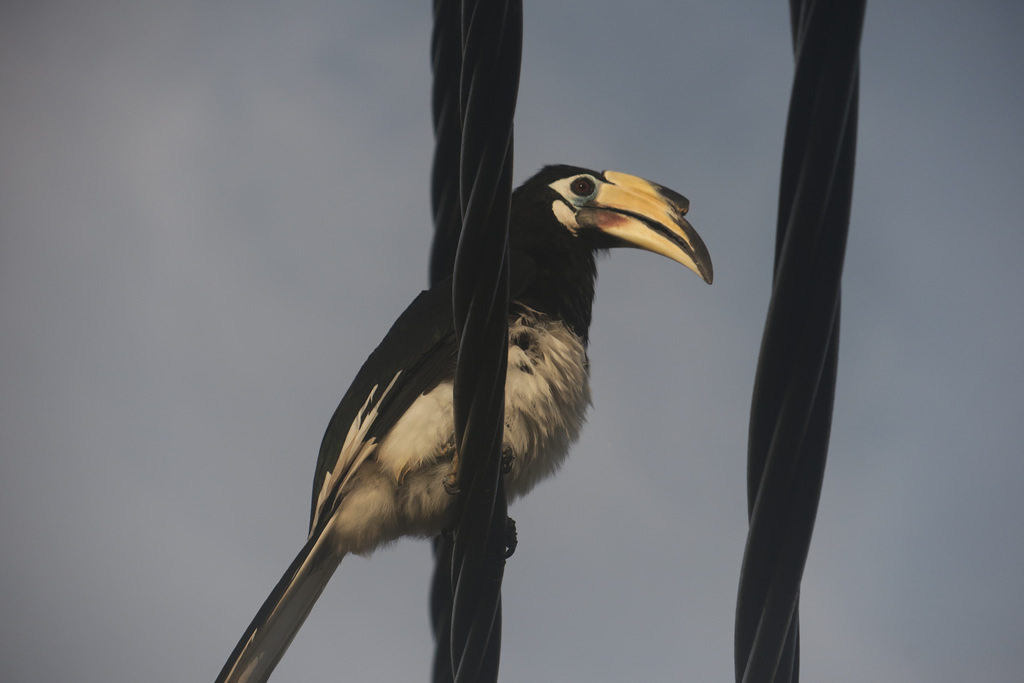 IMG_0536: Teluk Nipah, Pangkor