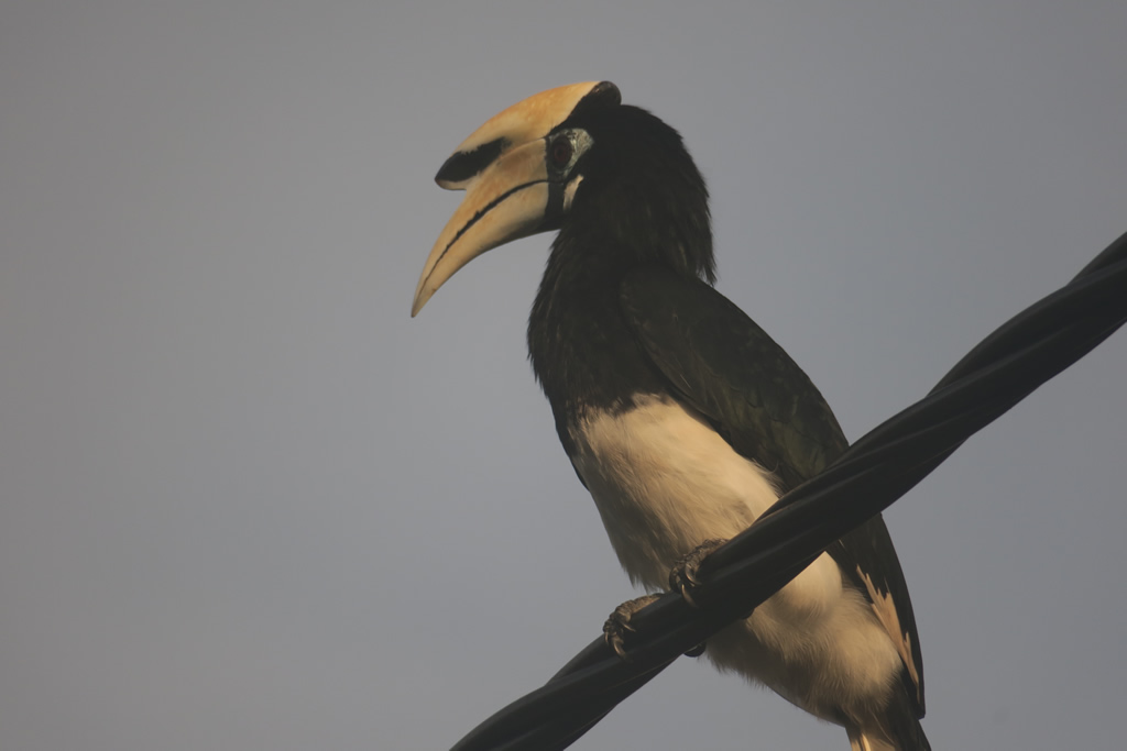 IMG_0546: Teluk Nipah, Pangkor