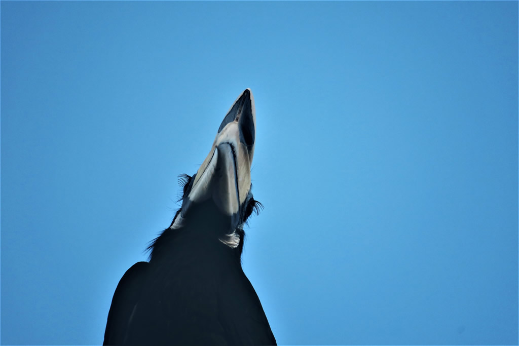 IMG_0552: Teluk Nipah, Pangkor