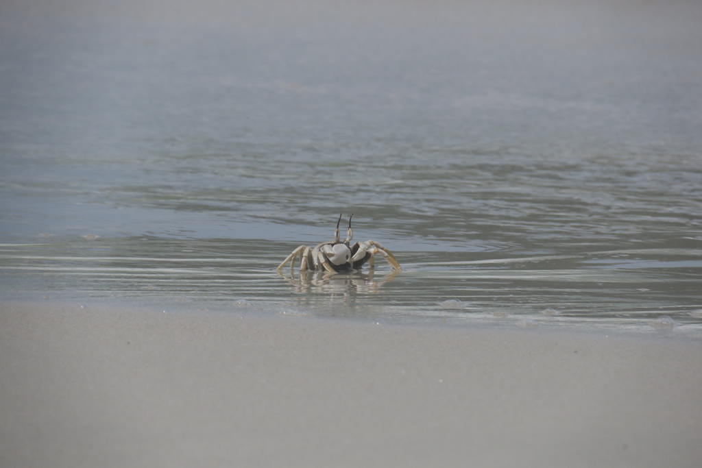 IMG_0567: Teluk Nipah, Pangkor