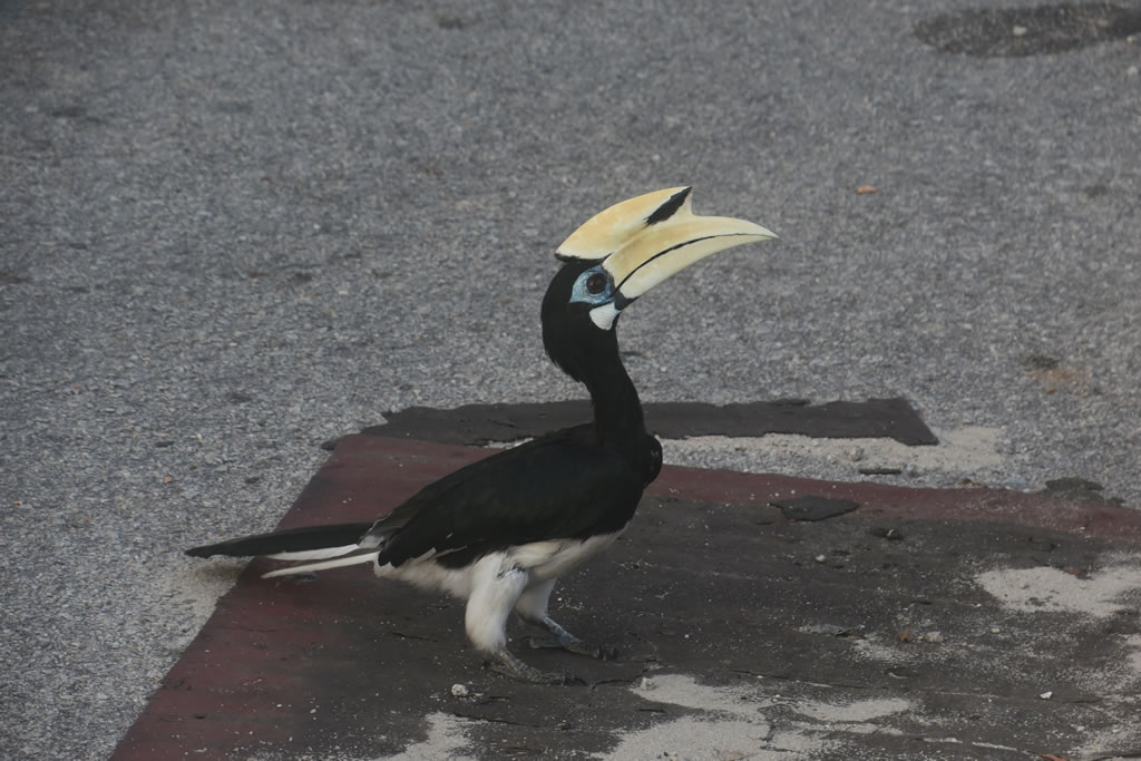 IMG_0597: Teluk Nipah, Pangkor