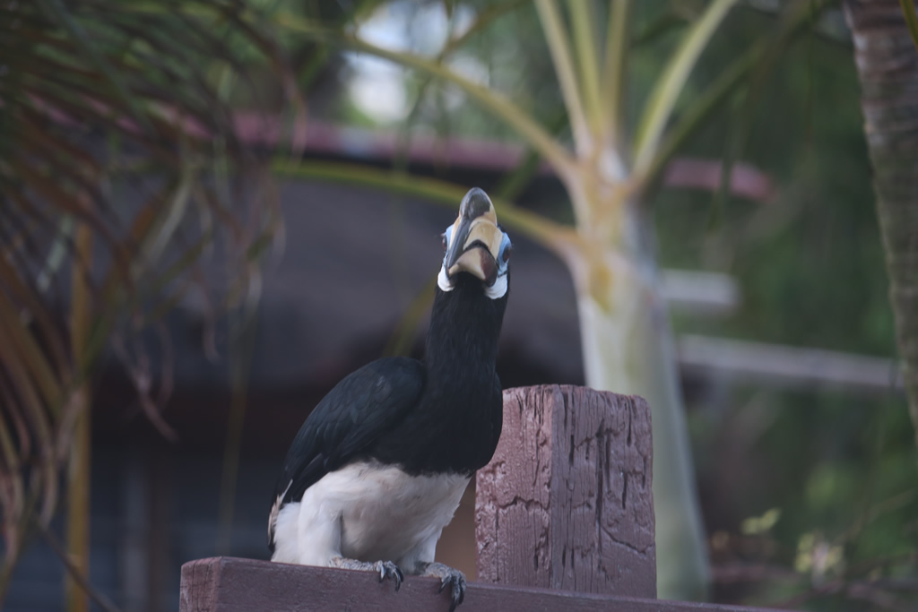 IMG_0626: Teluk Nipah, Pangkor
