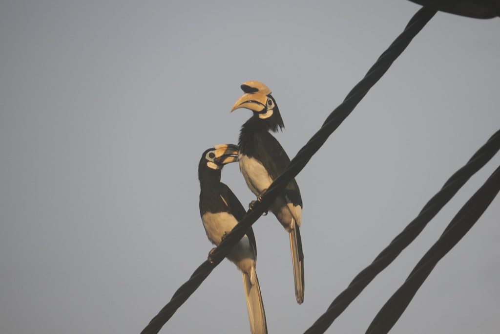 IMG_0642: Teluk Nipah, Pangkor