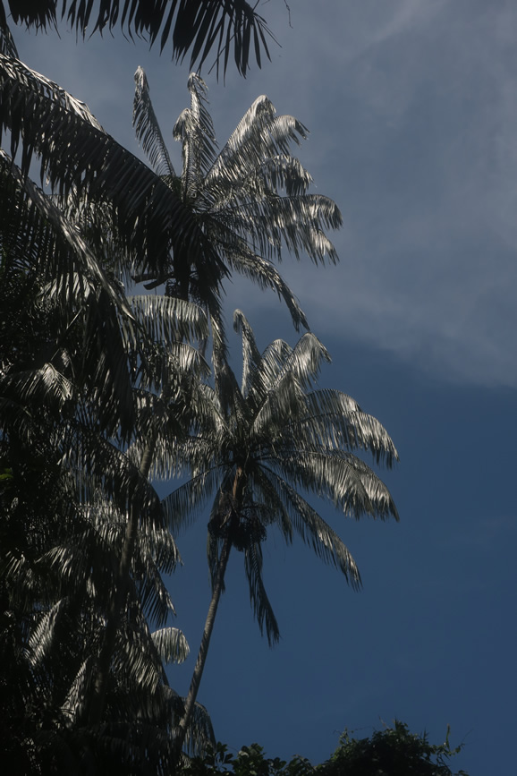 IMG_0681: Teluk Nipah, Pangkor