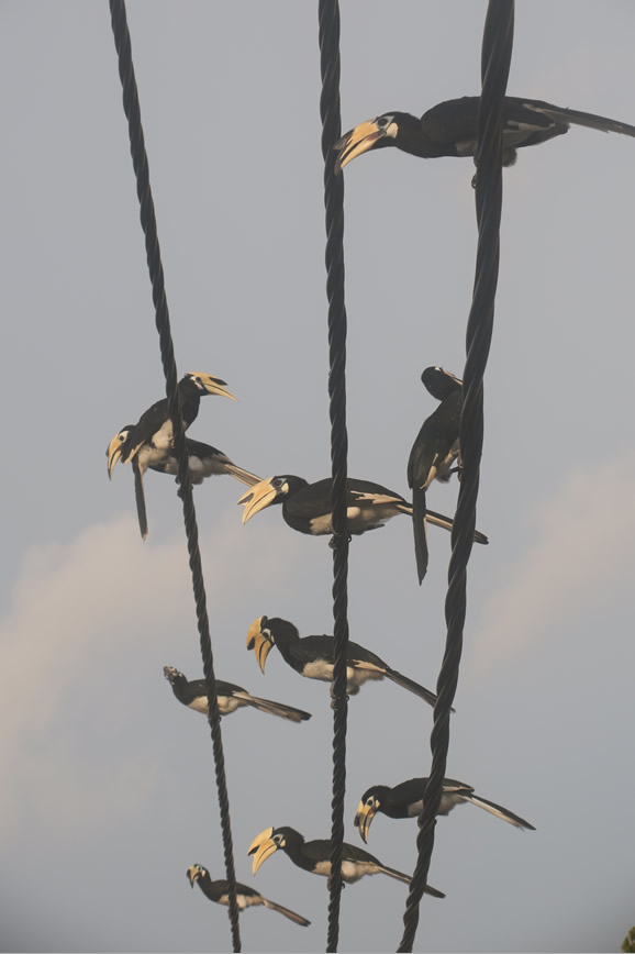 IMG_0709: Teluk Nipah, Pangkor