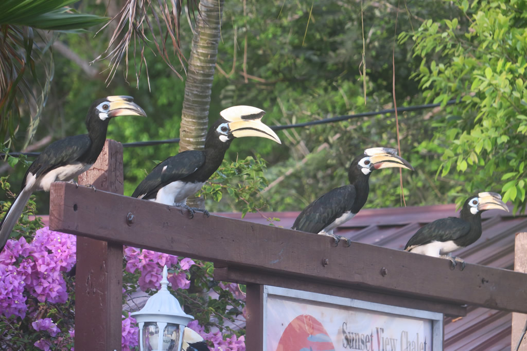 IMG_0710: Teluk Nipah, Pangkor