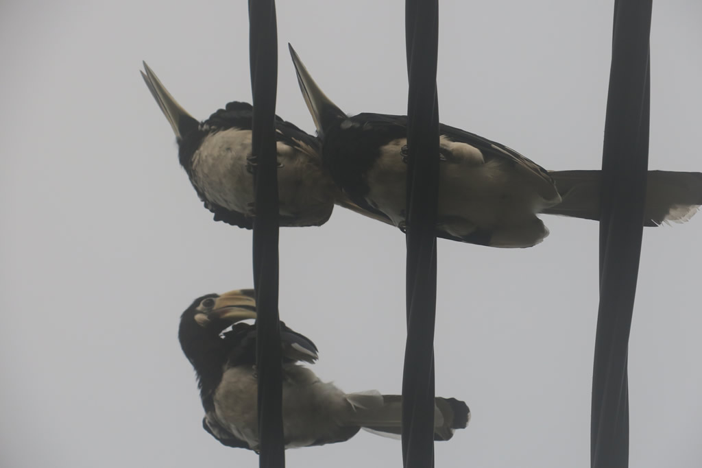 IMG_0773: Teluk Nipah, Pangkor