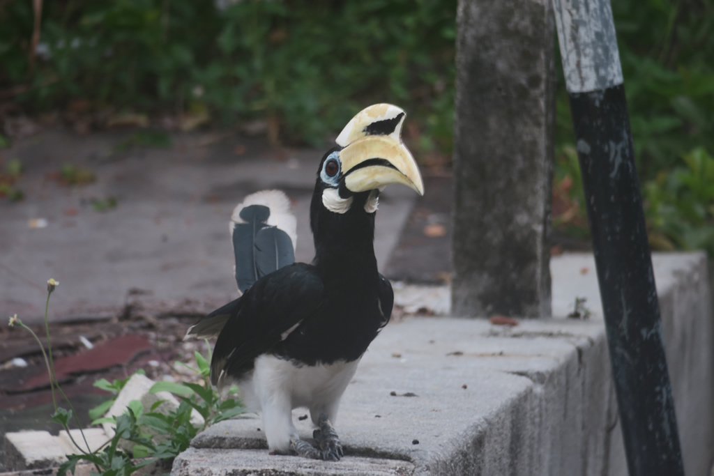 IMG_0753: Teluk Nipah, Pangkor