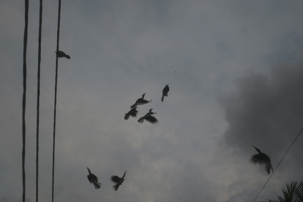 IMG_0759: Teluk Nipah, Pangkor