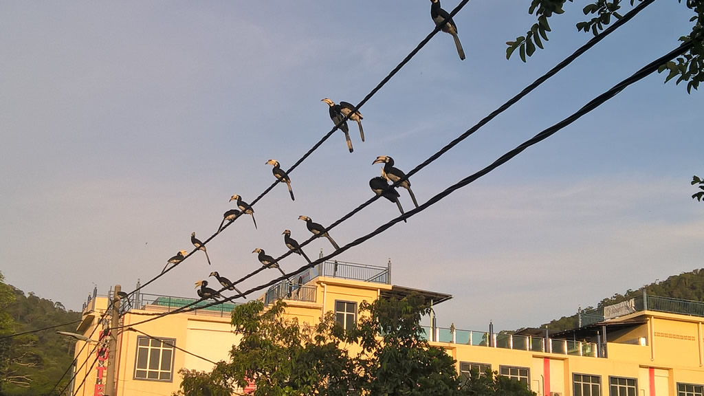 WP_20190509_18_43_13_Pro: Teluk Nipah, Pangkor