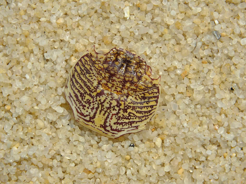 DSCF1376: Pulau Penang