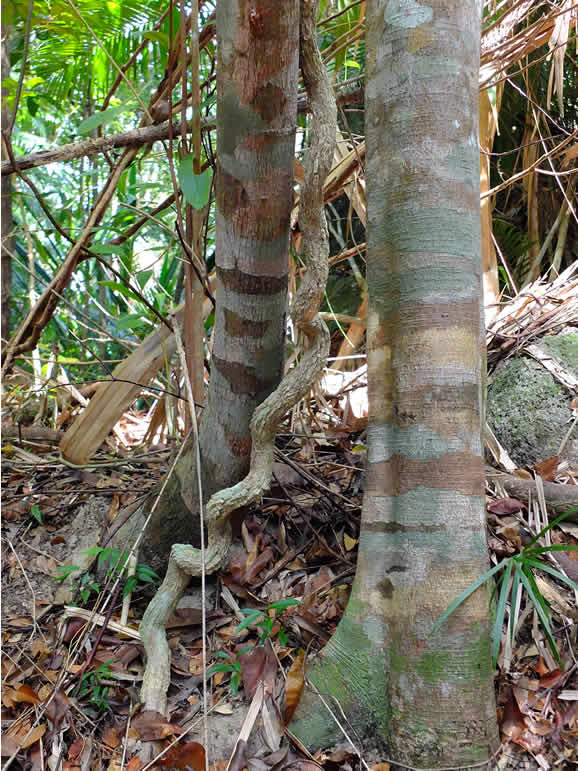 DSCF3518: Pulau Penang